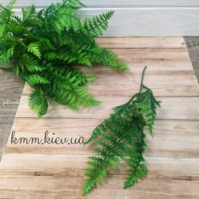 Папоротник Зеленый декоративный