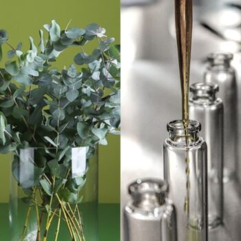 Гидролат эвкалипта