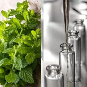 Гидролат мелиссы