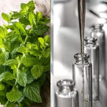 Гидролат мелиссы