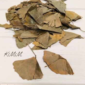 Гингко билоба сухоцвет