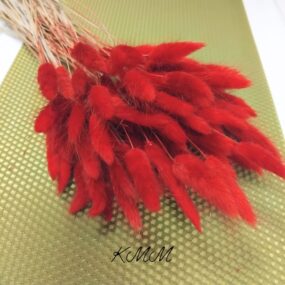 Лагурус красный