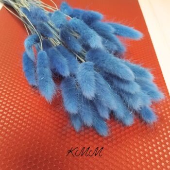 Лагурус синий