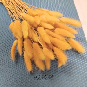 Лагурус желтый