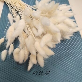 лагурус білій