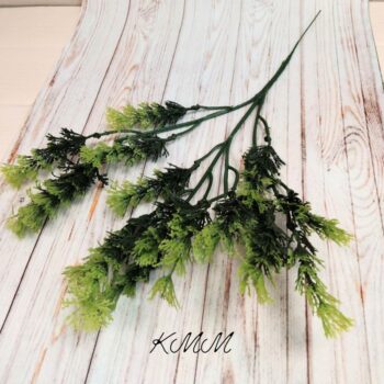 Туя декоративная