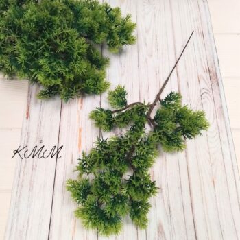 Можжевельник светло-зеленый декоративный